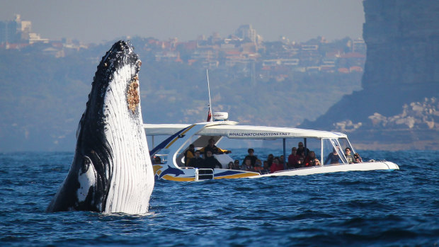 The whale watching industry is grappling with how to stay afloat during COVID-19. 