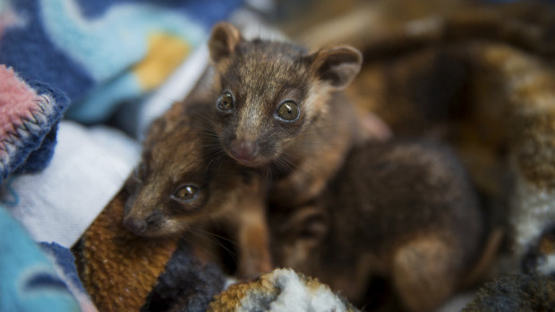 The ringtail possums were rescued from their mother's pouch after she was hit and killed by a car.