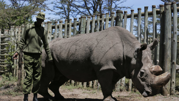A ranger takes care of Sudan, the world's last male northern white rhino who died in Kenya in March.
