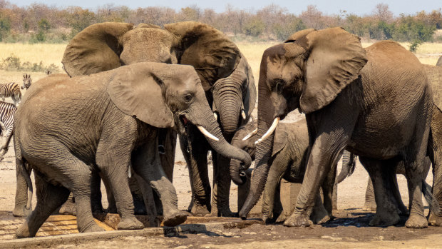 Elephants drink at a waterhole in Kruger National Park, in north-eastern South Africa. 