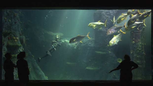 Diver Jesse Sargent in the oceanarium - the largest tank at the  Melbourne Aquarium - which has been refurbished and will re-open on January 1.
