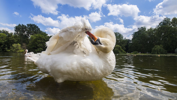 A swan in St James’s Park, near Buckingham Palace. 