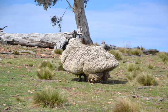 Chris the Sheep on the day he was found.