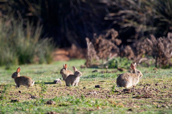 Rabbit populations are booming in rural and urban areas.