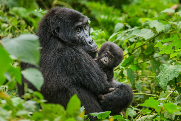 Primates raided human food supplies in Uganda when communities moved into forested areas. 
