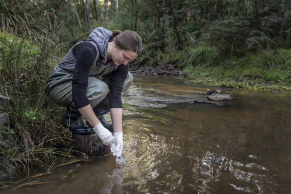 One method to determine the distribution of platypus, is to look for traces of their DNA that have been washed downstream. Here, a member of the research team for EnviroDNA, Lisa Kirkland, draws a sample of water in a syringe.