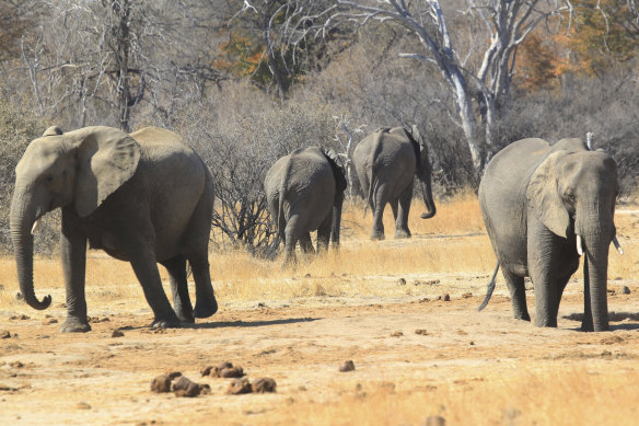 Elephants roam in the Hwange Game Reserve in Zimbabwe. Parties at the 2019 CITES conference in Geneva have agreed to limit the controversial sale of wild elephants caught in Zimbabwe and Botswana, to the delight of conservationists but the dismay of some of the African countries involved. 