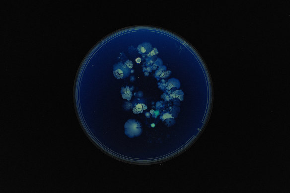 One of the “distant kisses” cultivated by Huei Yin Wong.