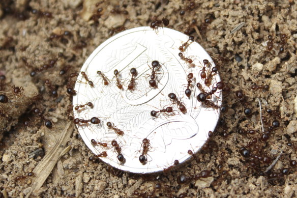 Red Imported Fire Ants are spreading.