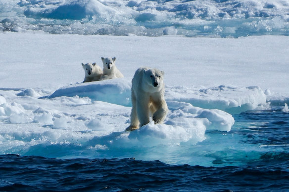 A female polar  bear and cubs on the ice.