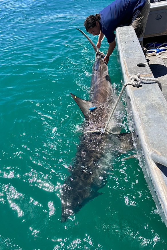 A 3.7 metre great white shark was tagged and released off Floreat beach. 