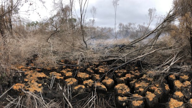 Peat swamps in WA’s south were deemed ‘endangered’. They’re still smouldering after a prescribed burn