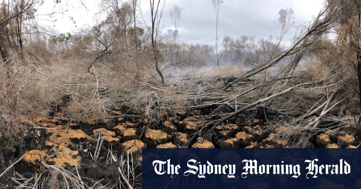 Southwestern Australian peatlands were deemed 'endangered'. They're still smouldering after a prescribed burn - Vimarsana News