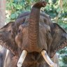 Permai and Putra Mas will move to a bigger and better enclosure with 15 hectares of space.