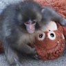 Punch was abandoned shortly after birth at the Ichikawa City Zoo outside Tokyo. Baby monkeys often clutch their mothers for comfort and security, so the staff gave Punch a surrogate.