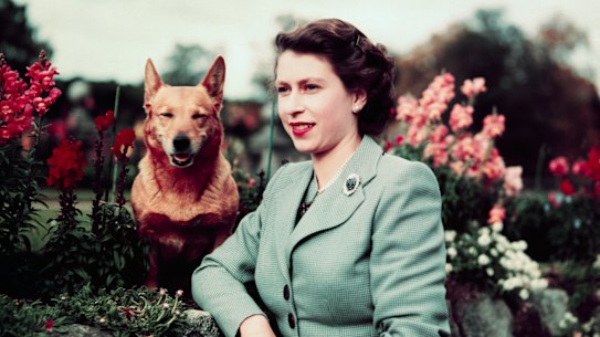 Queen Elizabeth II of England at Balmoral Castle with one of her Corgis, in 1952, the year she became Queen.