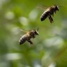 Bees revealed as Australia’s most dangerous venomous creature