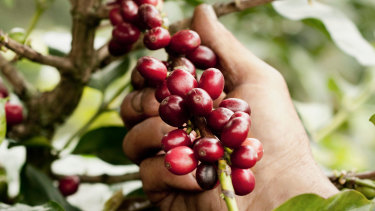 A farmer harvesting coffee beans.