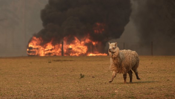 Bushfire approaches a lone alpaca in a paddock at a property in Orangeville.