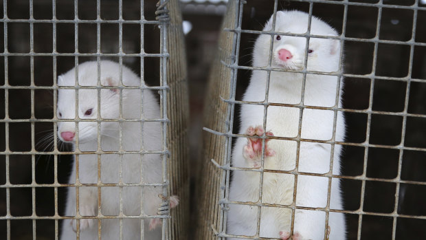 There are nearly 1200 mink farms in Denmark.