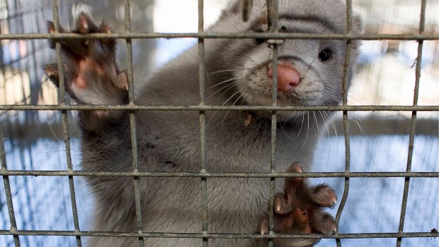 Experts says Australia should not be concerned about a cull of millions of minks in Denmark due to a coronavirus strain linked to the animals.