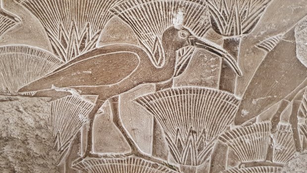 Researchers have shown through genetic testing the ancient Egyptians didn't farm ibises but instead maintained wild populations near temples