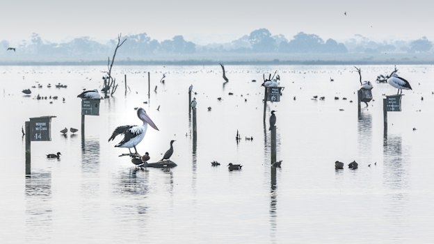 Western Treatment Plant wetlands and birds. The plant is declared an internationally-significant wetland and home to nearly 300 bird species.