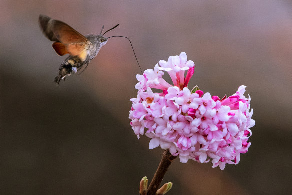 An insect flies next to a flower in Erfurt, Germany.
