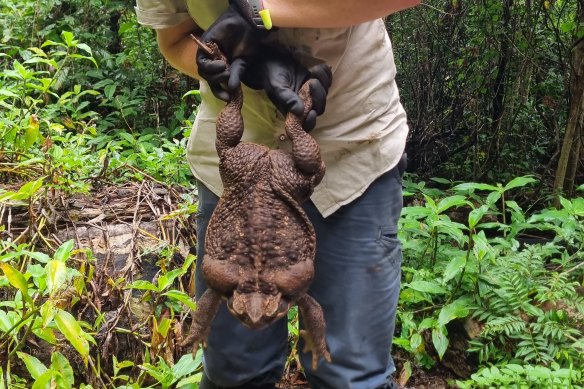 Toadzilla weighed in at 2.7 kilograms.