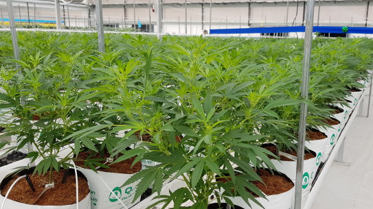 The medicinal cannabis industry in Australia was estimated to be worth $51.8 million in 2021.