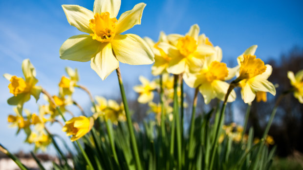 It’s officially daffodil season: Here’s how to grow your own