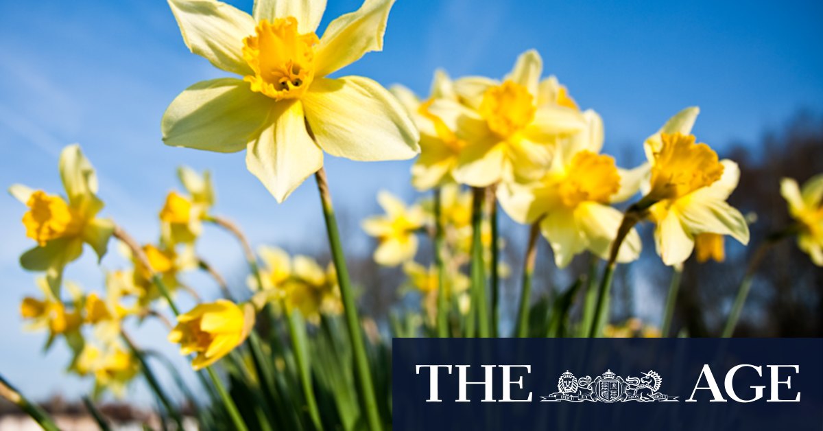 It’s officially daffodil season: Here’s how to grow your own