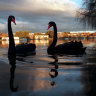 ‘It’s just a matter of when’: Australia war-gaming deadly bird flu outbreak