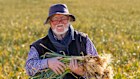 Nick Diamantoploulos amid his crop in Mildura. 