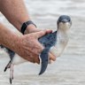Manly’s penguin colony is precarious. What would it take to save it?