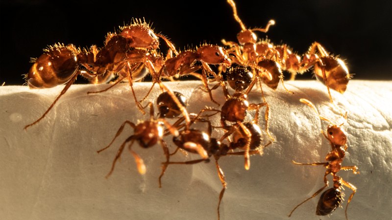 Invasive deadly red fire ants found in Sydney’s inner west