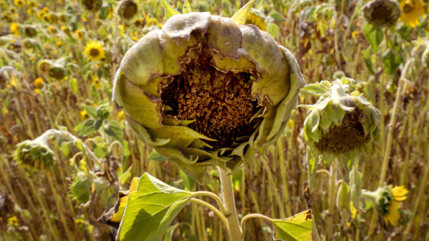 The heat takes its toll on sunflowers in Wehrheim near Frankfurt, Germany.