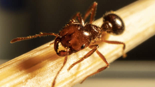 Fire ant colonies have been found on Defence land west of Toowoomba in Queensland.