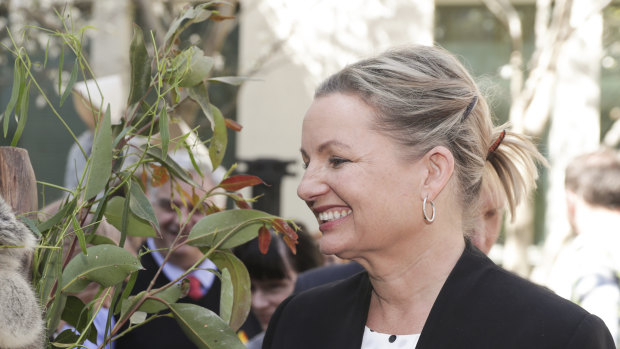 Environment Minister Sussan Ley said Australia's koala population has taken an "extraordinary hit".