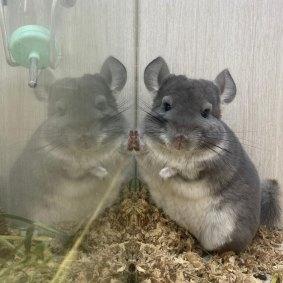 A chinchilla at Little Boss in Hong Kong, where there has been a positive COVID case