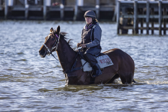 Handler Ellen Oliver takes Tralee Rose for a dip.