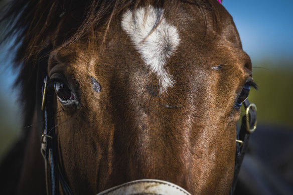 Eyes on the prize: Cup runner Tralee Rose.