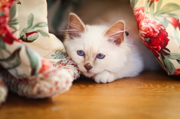 Resident feline Socrate hard at work in reception at Le Bristol, Paris.