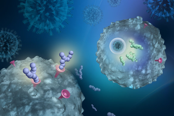 Researchers have developed two new drugs which work to hide the “door” in cells which COVID uses to enter.