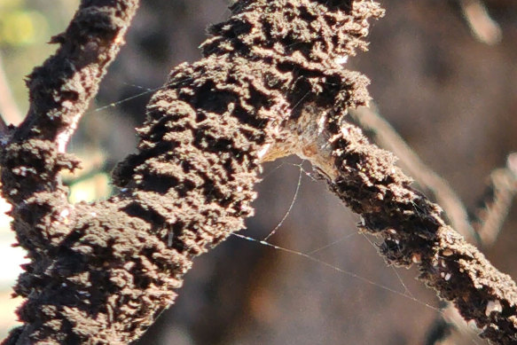 Whiskey fungus on tree branches in Lincoln County, Tennessee, in a photo provided by Patrick Long.