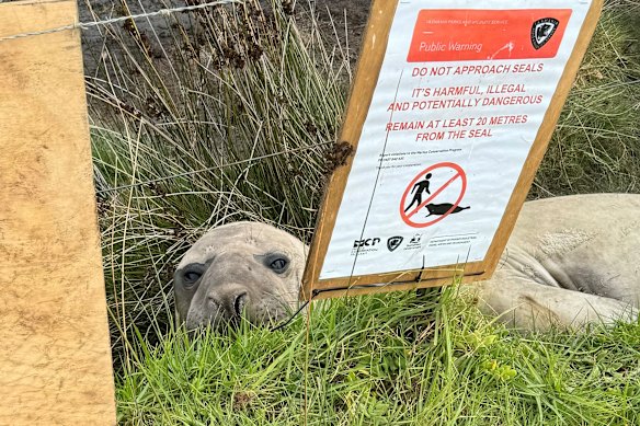 Neil, the seal, has become an Aussie icon.  But could his fame do more harm than good?
