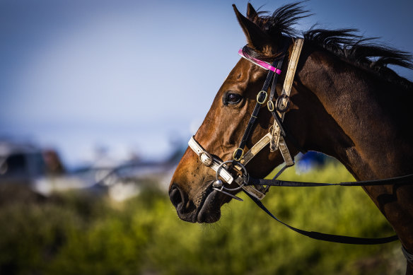 Melbourne Cup runner Tralee Rose at Breakwater Beach, Warrnambool before the race.