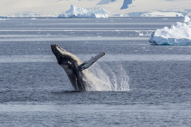 An adult humpback whale breaching in the Gerlache Strait, Antarctica.