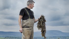 Former athlete Neil Walton harvests kelp at low tide from Sligo Bay in Ireland.