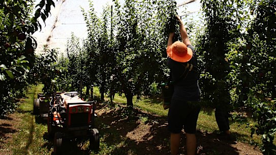 Coalition senators are recommending changes to the government’s controversial seasonal worker program.